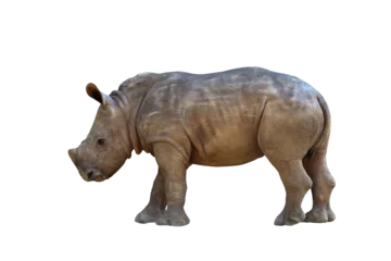 Zelfklevend Fotobehang Baby white rhinoceros isolated on transparent background png file  © Passakorn