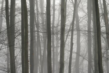 Background with trees in the fog. Nature in winter time with tree trunks. Concept for wood and environment.