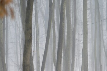 Obraz premium Background with trees in the fog. Nature in winter time with tree trunks. Concept for wood and environment.