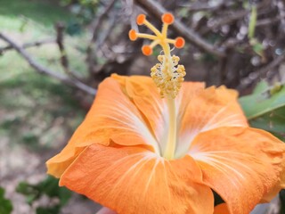 orange hibiscus 