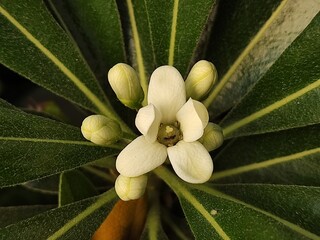 close up of a white flower