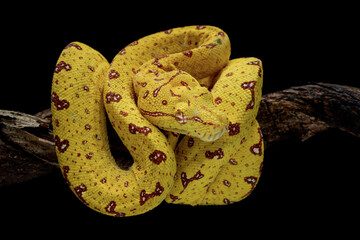 A juvenile Green Tree Python on tree branch. Juvenile Green Tree Python which is going through a yellow color phase.