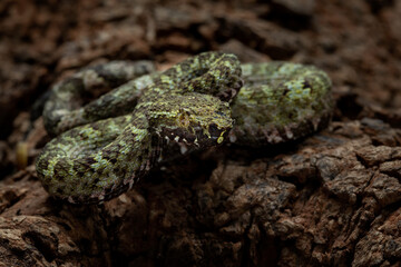 Trimeresurus borneensis, commonly known as the Bornean Pit Viper, is a venomous pit viper species endemic to the island of Borneo, Indonesia.