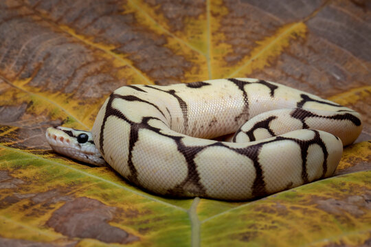 Ball Python Morph is the most popular pet snake. Baby Ball Python Morph on dry leaf.