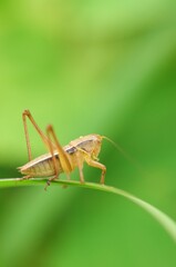 草の上にいるキリギリス