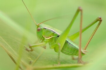 草の上にいるキリギリス