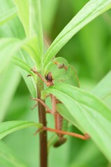 草に掴まるトノサマバッタの幼虫