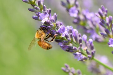 ラベンダーの蜜を吸うミツバチ