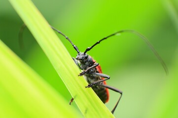 草にとまるカミキリムシ