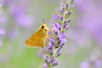 ラベンダーの蜜を吸うセセリチョウ