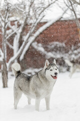 Husky playing in snow portrait