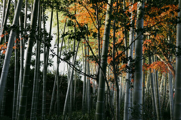 日本を感じる竹林