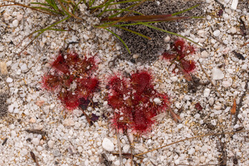 Close up of the rosetted Sundew Drosera trinervia seen in sandy natural habitat close to Porterville in the Western Cape of South Africa