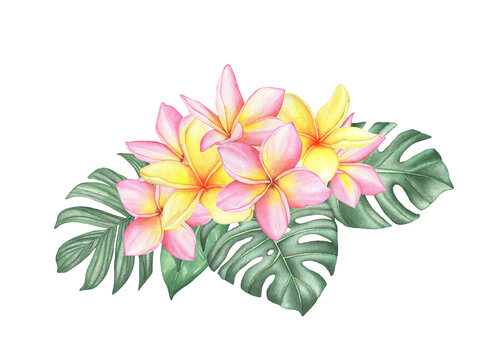 Watercolor tropical plumeria bouquet frangipani composition with monstera leaves on white background