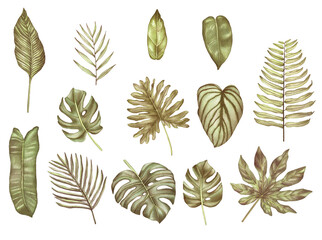 Watercolor set of Boho tropical leaves. Illustration of tropical leaf, tropical greenery