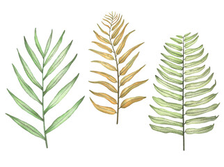 Watercolor set of tropical branch leaves. Illustration of tropical leaf, tropical greenery