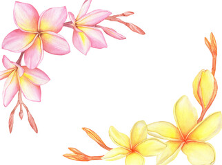 Watercolor Tropical Plumeria flowers and branches Traditional flower of Thailand.Tropical Wedding floral image
