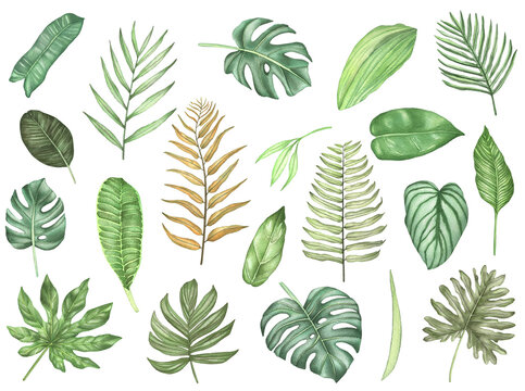 Watercolor set of tropical leaves. Illustration of tropical leaf, tropical greenery