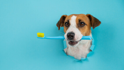 The muzzle of a Jack Russell Terrier sticks out through a hole in a paper blue background and holds...