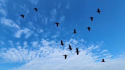 The great cormorant (Phalacrocorax carbo), also known as the black shag in New Zealand 