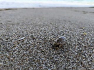 An animal that lives in the sand by the beach is called by the local community umang umang (in Malay).
