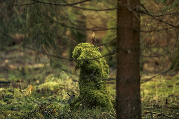 a walk in the forest in the Ore Mountains