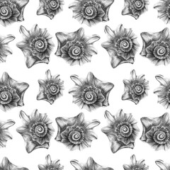 Seamless black and white pattern with seashells. Hand drawn sketch style illustration.