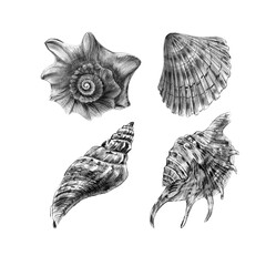 set of sea shells on a white background .pencil drawing