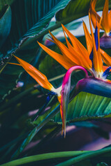 Blossom of Strelitzia reginae, colorful bird of paradise flowers in botanical garden close up