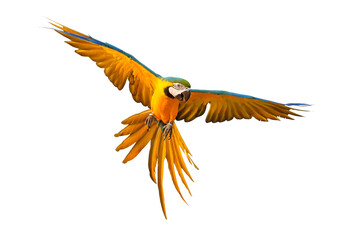 Colorful flying parrot isolated on transparent background png file © Passakorn