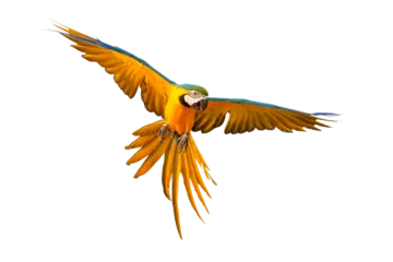 Türaufkleber Colorful flying parrot isolated on transparent background png file © Passakorn
