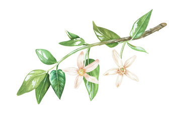 A sprig of citrus flowers. White buds of lemon, orange, bergamot, mandarin, lime. Watercolor illustration. Isolated on a white background. For your design stickers, organic products, nature prints