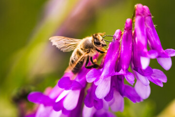 A Busy Bee closeup on purple flower. Polination concept background. Austria, Europe