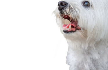 terrier dog face isolated with open mouth
