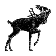 Caribou hand drawing vector illustration isolated on background.