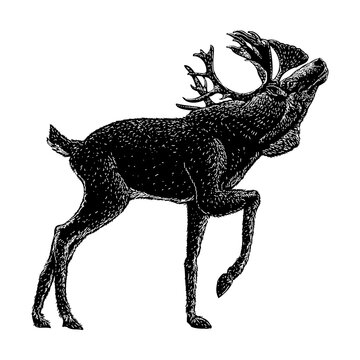 Caribou Hand Drawing Vector Illustration Isolated On Background.