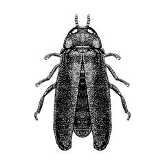 Firefly hand drawing vector illustration isolated on black background.
