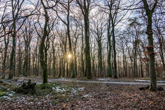 In the City Forest of Hofheim am Tanus