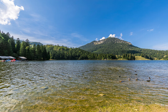 Germany, Bavaria,Eurasian coots (Fulica atra) swimming in Spitzingsee Lake
