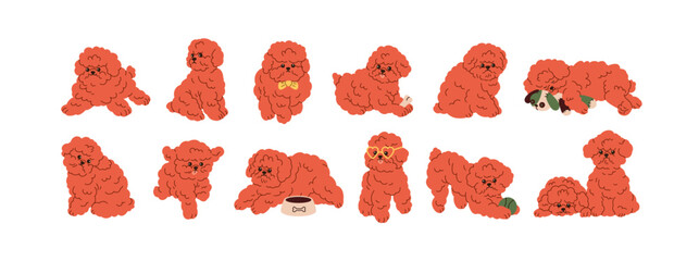 Cute dog of Toy Poodle breed. Happy miniature puppy set. Small mini doggy, fuzzy pup with funny face, muzzle. Little fluffy canine animal. Flat vector illustrations isolated on white background