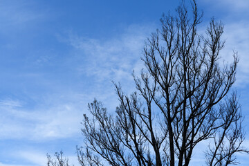 Fototapeta na wymiar dry tree, dry tree and blue sky, sky and tree