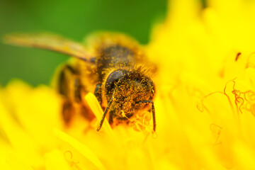 A bee on a yellow dandelion flower. Close-up macro shot. Outdoors from low angle view.