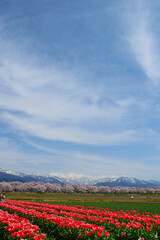 春の四重奏として知られる舟川べり桜並木。朝日、富山、日本。4月中旬。