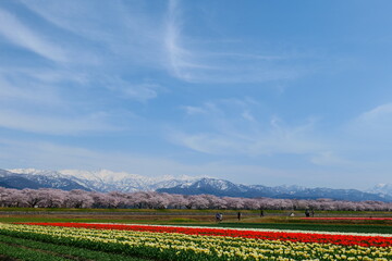 春の四重奏として知られる舟川べり桜並木。朝日、富山、日本。4月中旬。