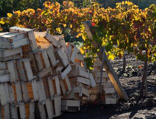 Harvest. Containers for harvesting table grapes at the edge of the field. Vineyards in the autumn with red foliage. Winemaking. Selective focus.