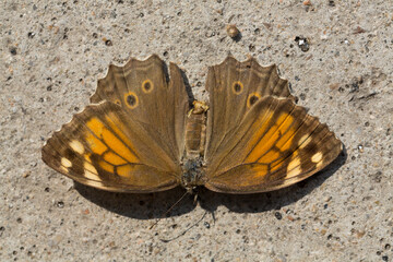 Kirinia roxelana, the lattice brown, is a butterfly of the family Nymphalidae. .Adult female,...