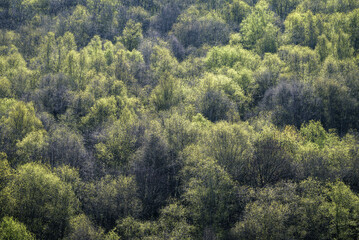 Naklejka na ściany i meble Brilliant spring foliage in a birch forest