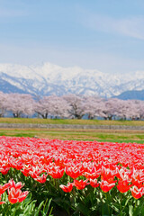 春の四重奏として知られる舟川べり桜並木。朝日、富山、日本。4月中旬。