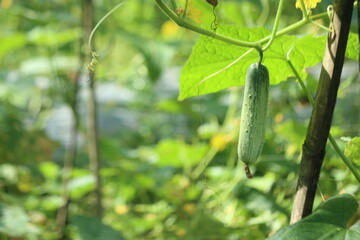 macro cucumbers in the garden