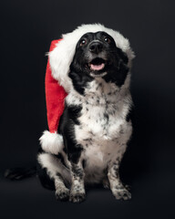 A portrait of a dog in a Christmas hat on a black background